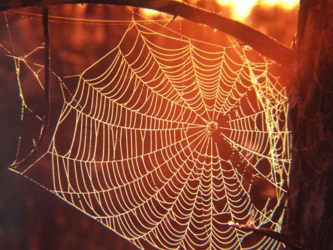 Spider Web 3