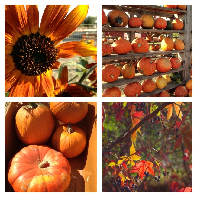 Autumn Beauty Collage - photos by Michelle Fairchild